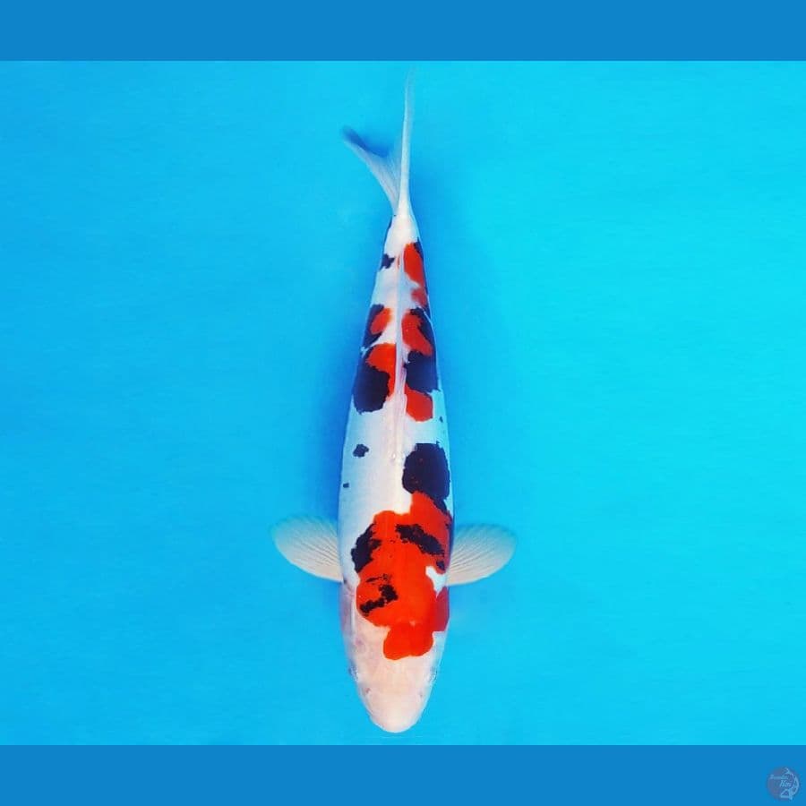 ASAHI 12 ~ BENI KUMONRYU 33 cm/fm ™