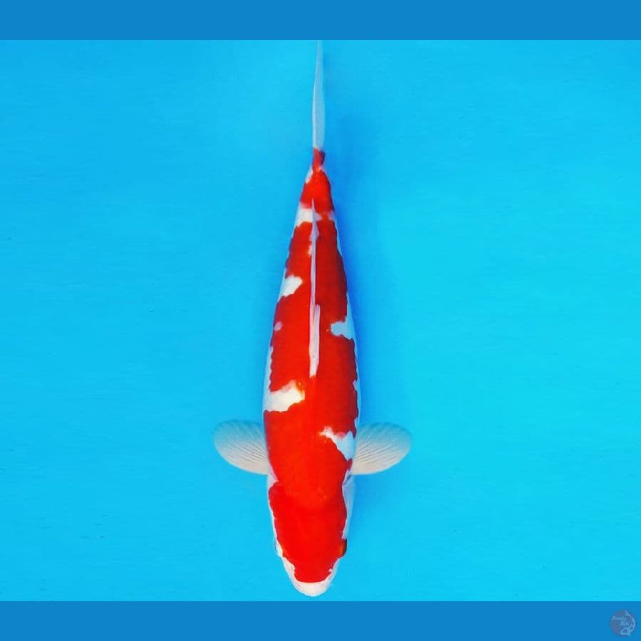 ASAHI 13 ~ INAZUMA KOHAKU 32 cm/male ™
