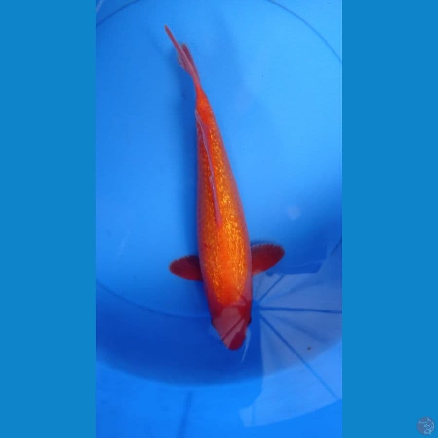 pernah BIS di show malang uk 30cm (ginrin c)