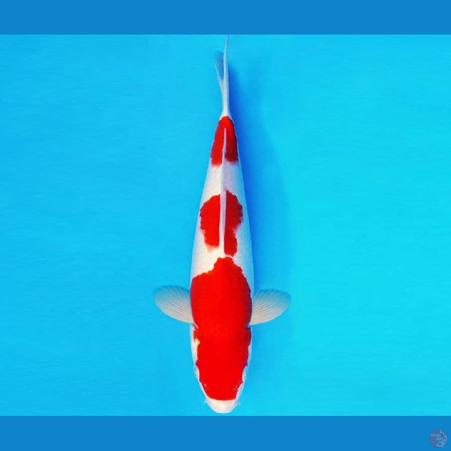 ASAHI 15 ~ KOHAKU 31 cm/male ™