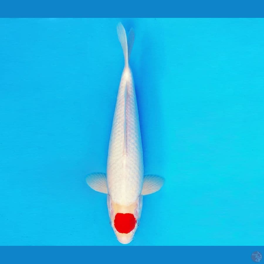 ASAHI 17 ~ TANCHO 28 cm/male ™