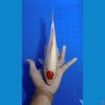 tancho 26 cm