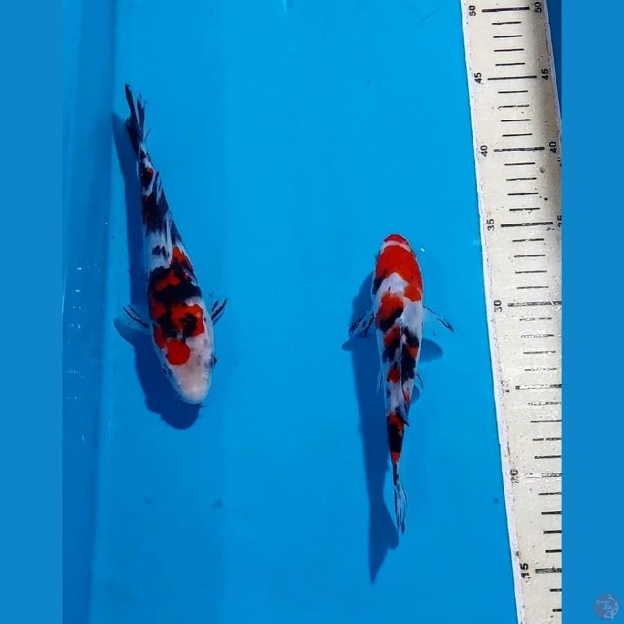 SANKE 16&20 CM