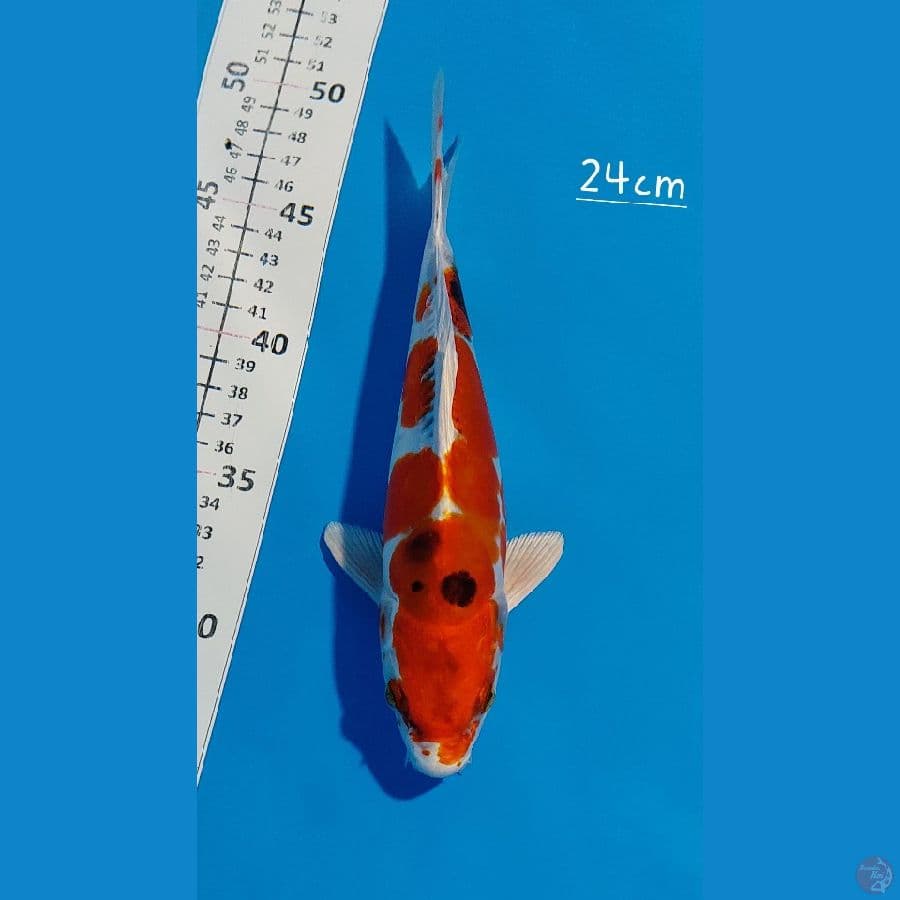 Hikari moyo 24cm