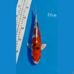 Hikari moyo 24cm