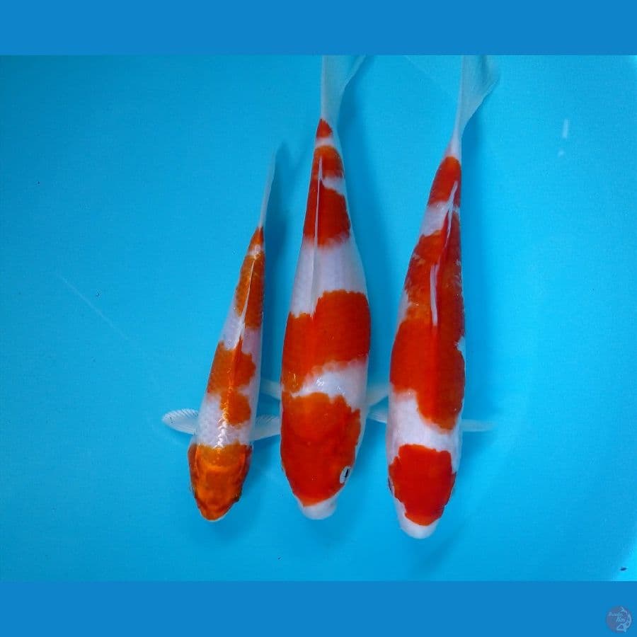 kohaku-kohaku hikari 20-25