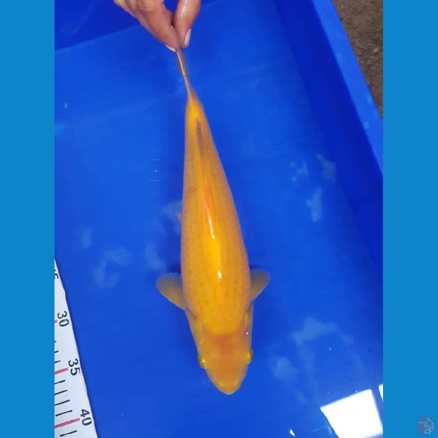 karasi lemon 34cm mata merah