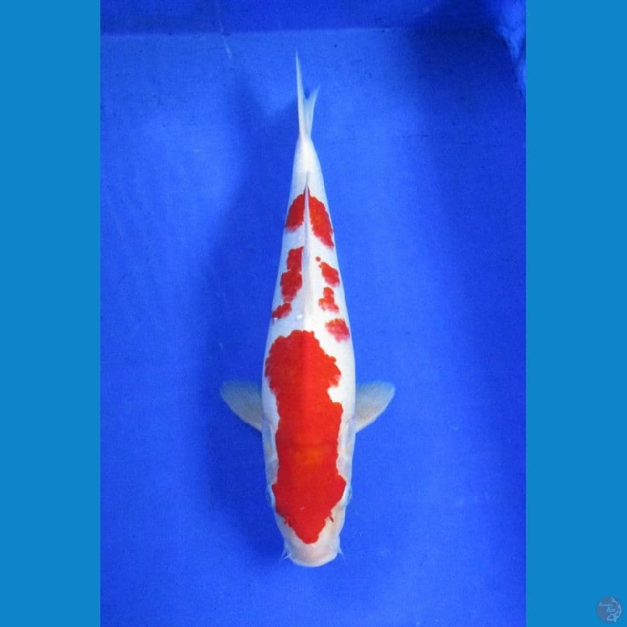kohaku red stronge ±36cm jantan
