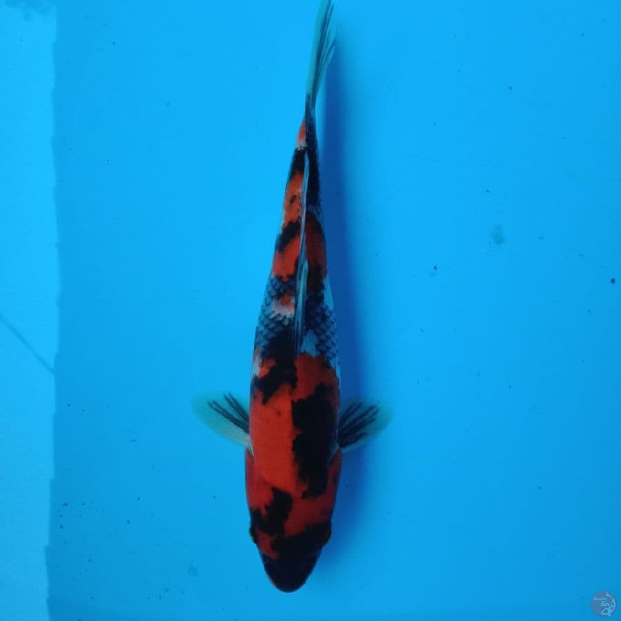 showa 20 cm