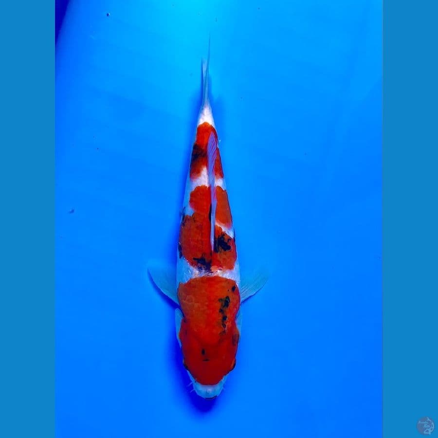showa super tategoi 30cm