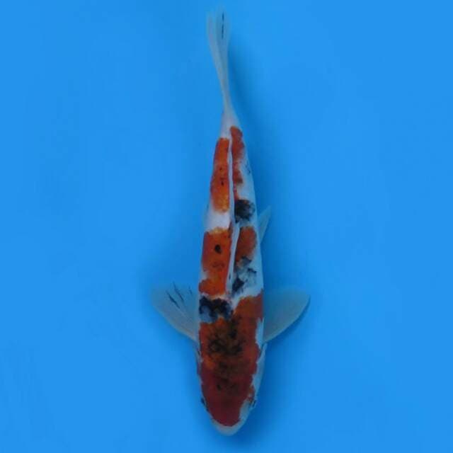 Koromo sanke 28cm