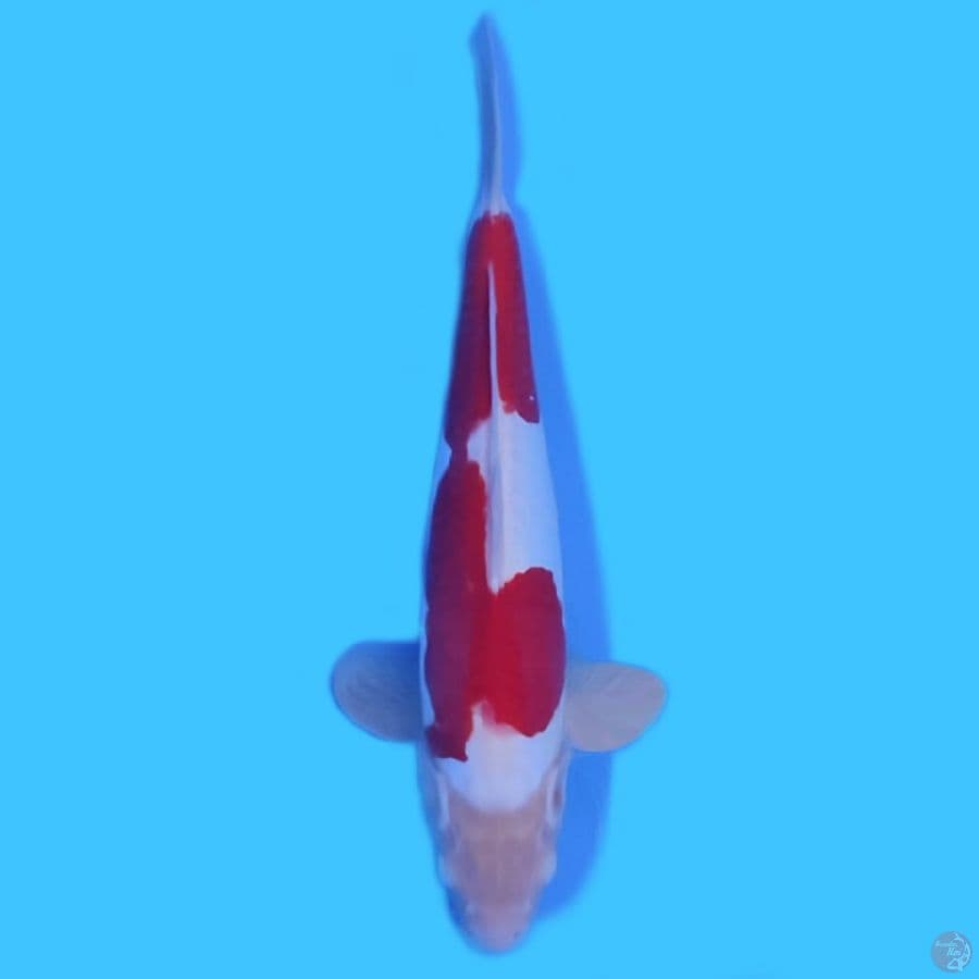 sanke size 30 cm male 