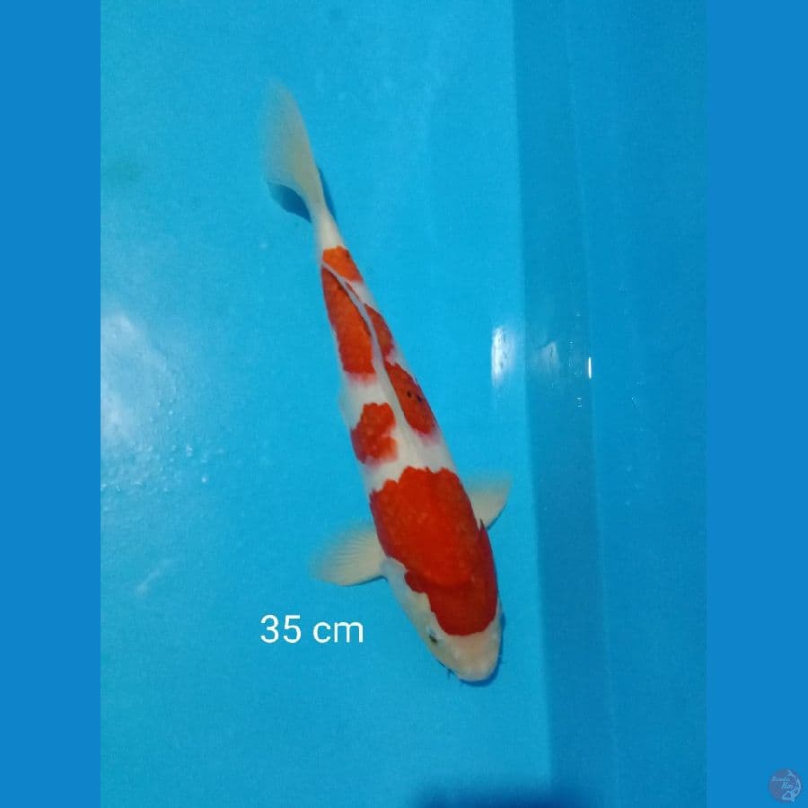 kohaku