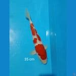 kohaku