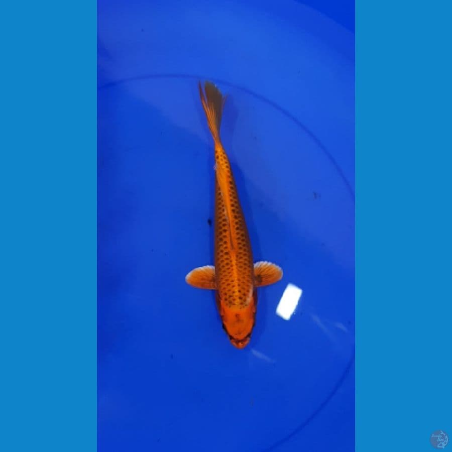 Matsuba 21CM
