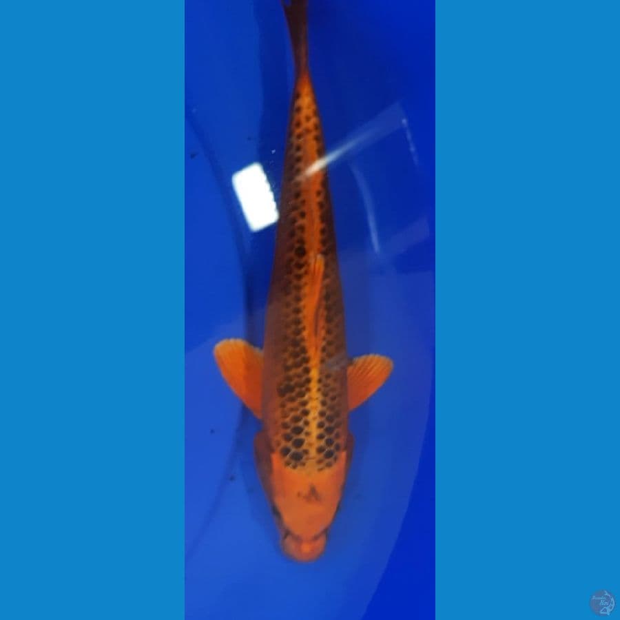 Matsuba 24CM