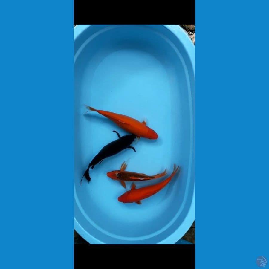 mix koi | 30-35 cm | uncheck