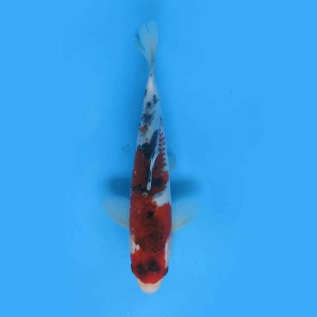 Koromo sanke 24cm