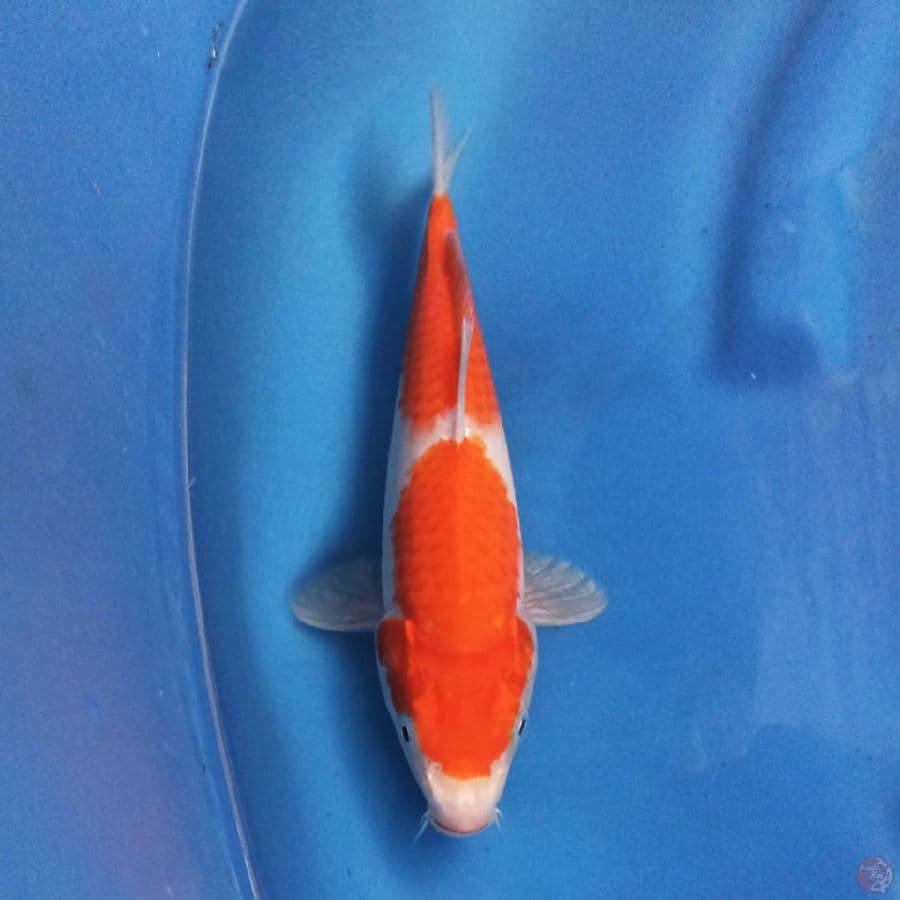 NIDAN ORENJI HARIWAKE 25 cm