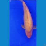 KARASHI JAGUNG 45cm