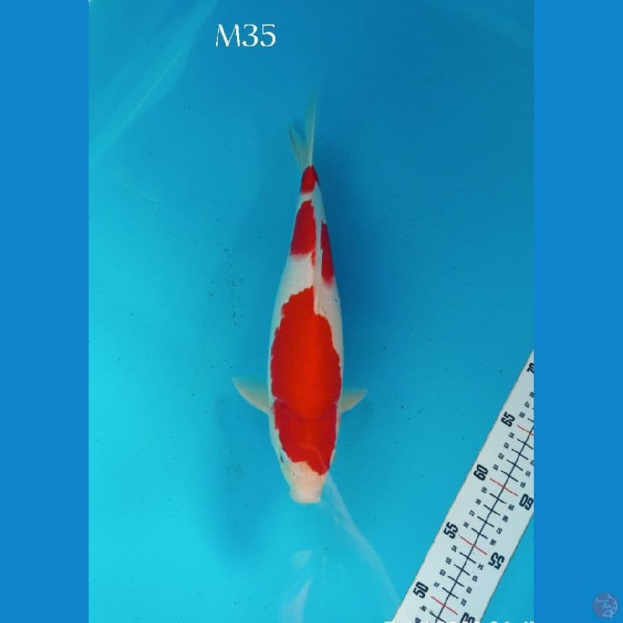 KOHAKU STRONG RED