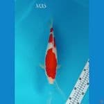 KOHAKU STRONG RED