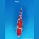 KOHAKU SQ 40cm
