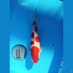 KOHAKU SHOW QUALITY 35cm