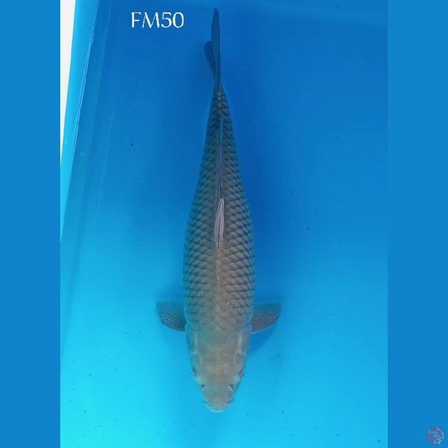 SORAGOI JUMBO 50cm
