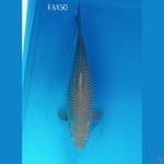 SORAGOI JUMBO 50cm