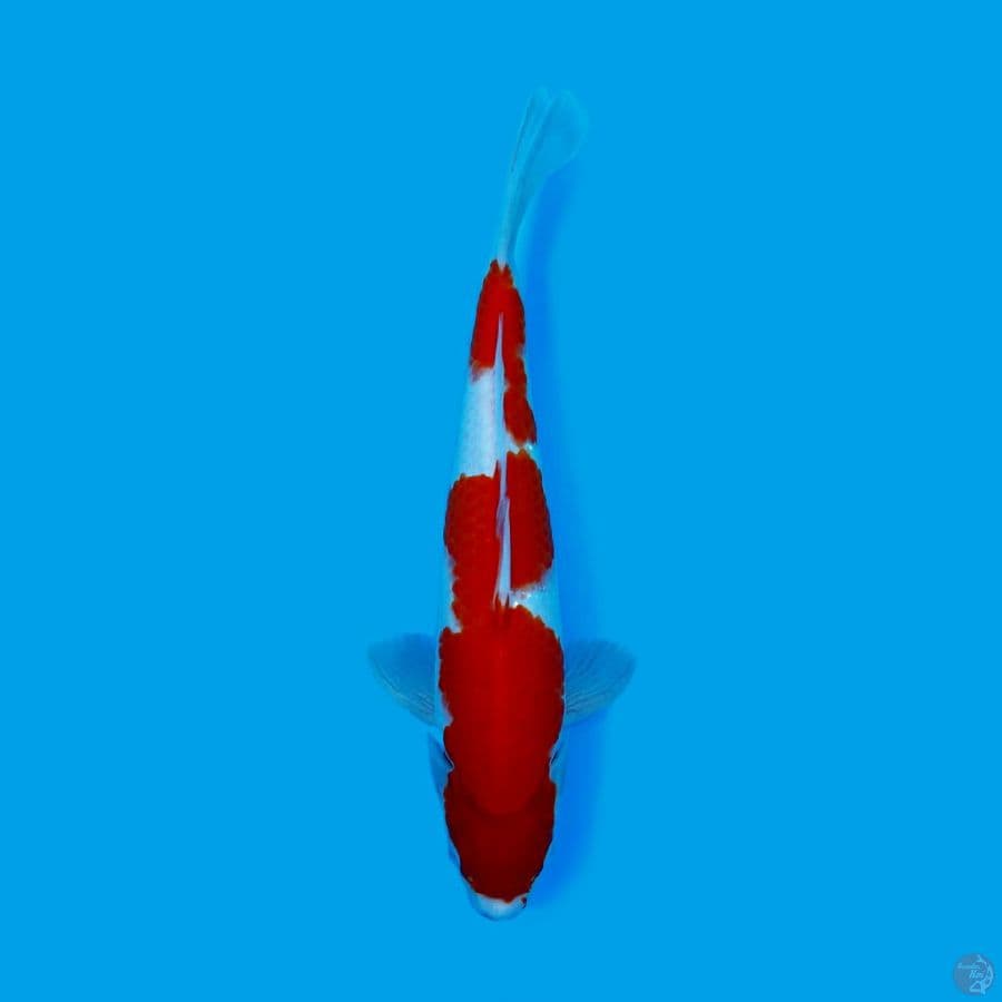 KOHAKU 31CM - MALE