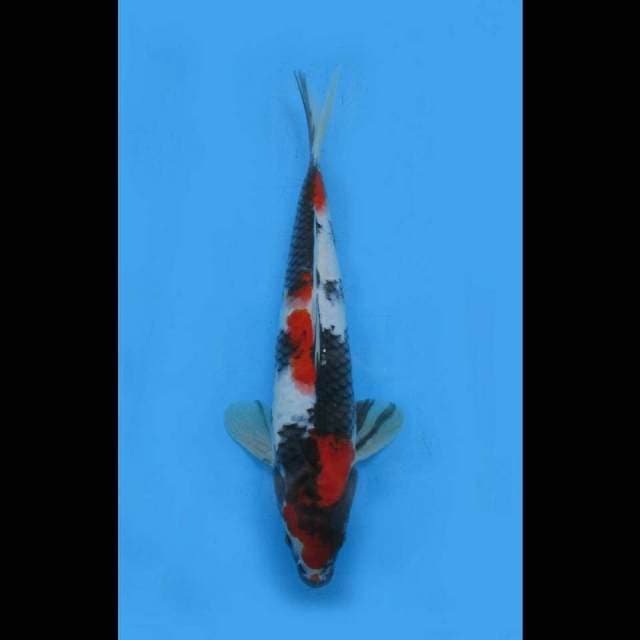 MWK , Good Patern - Showa Sanshoku Tosai
