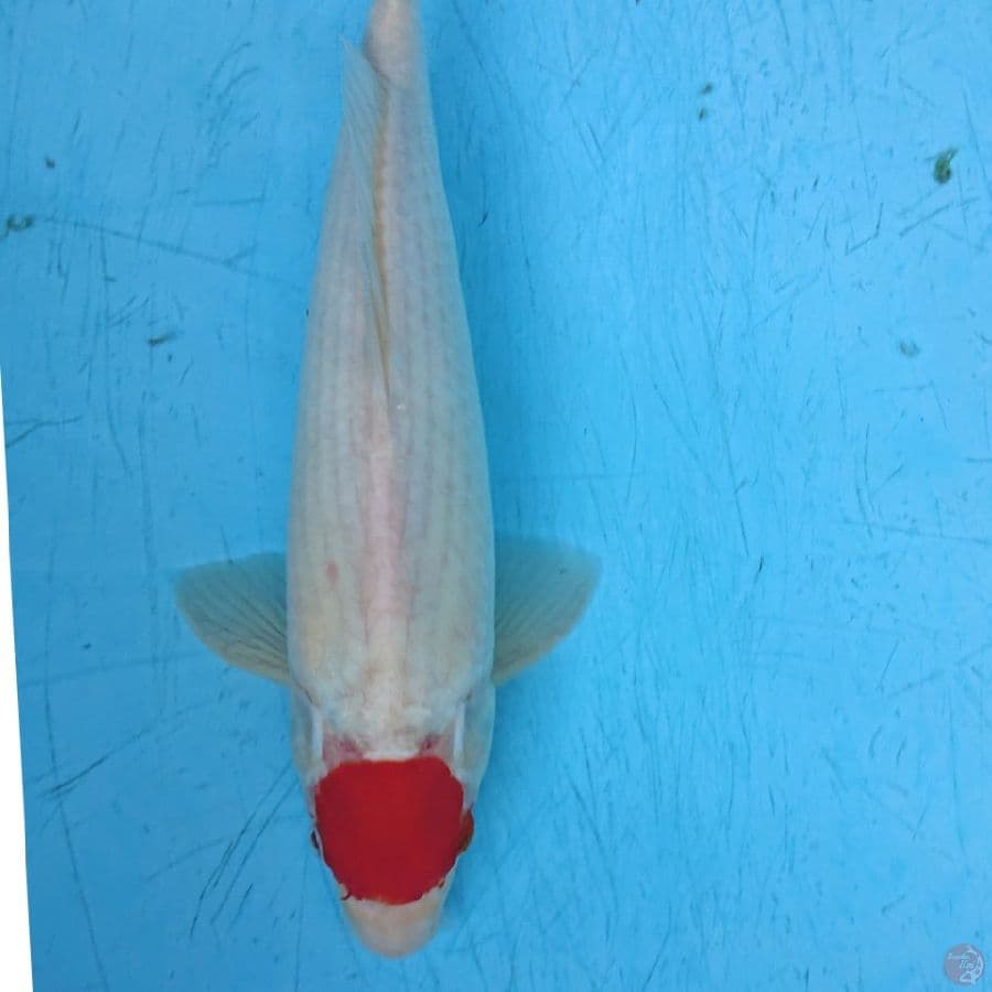 TANCHO KOHAKU PUNUK 33 CM
