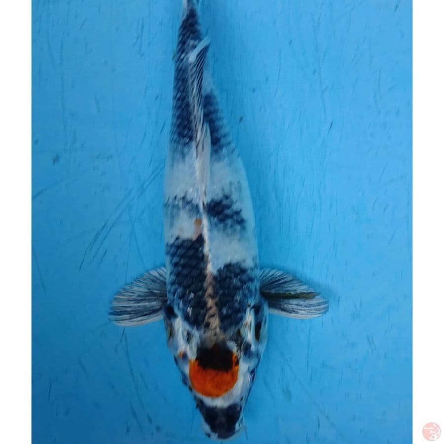 TANCHO ANTIK 31 CM