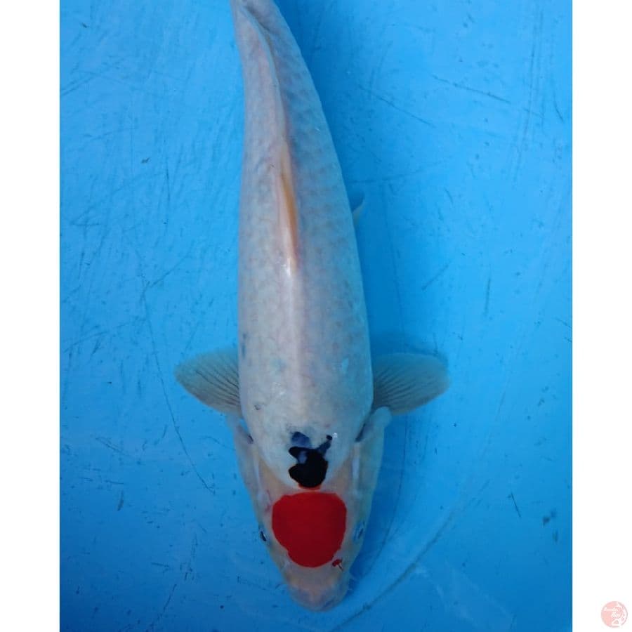 ORIGINAL TANCHO SANKE 36 CM