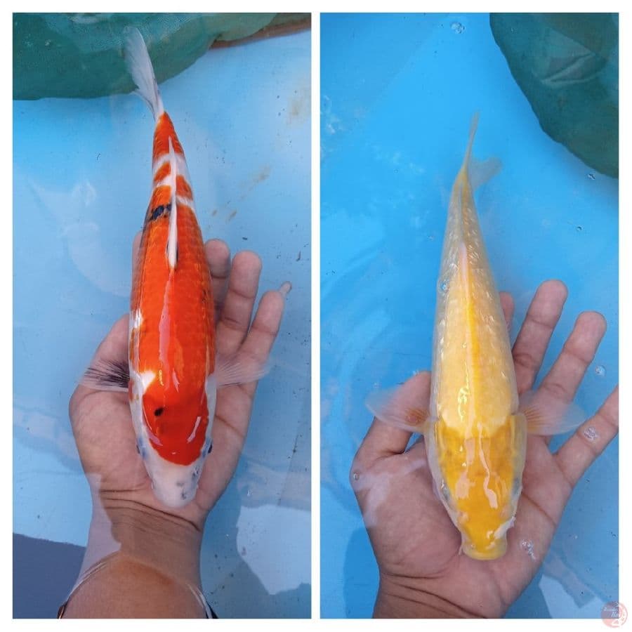Showa gindrin.karashi gindrin 30 cm