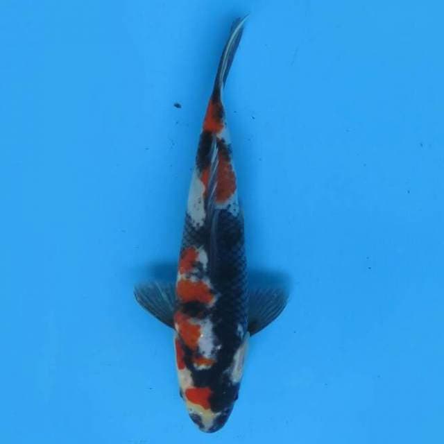 Showa 20 cm