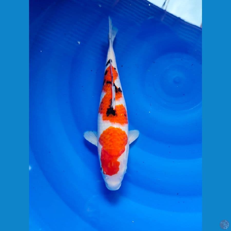 sanke 32cm