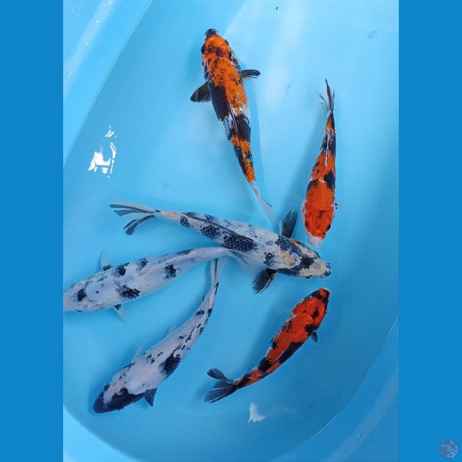 mix koi 6ekor