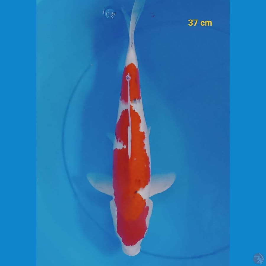 SQ sanke 37 cm