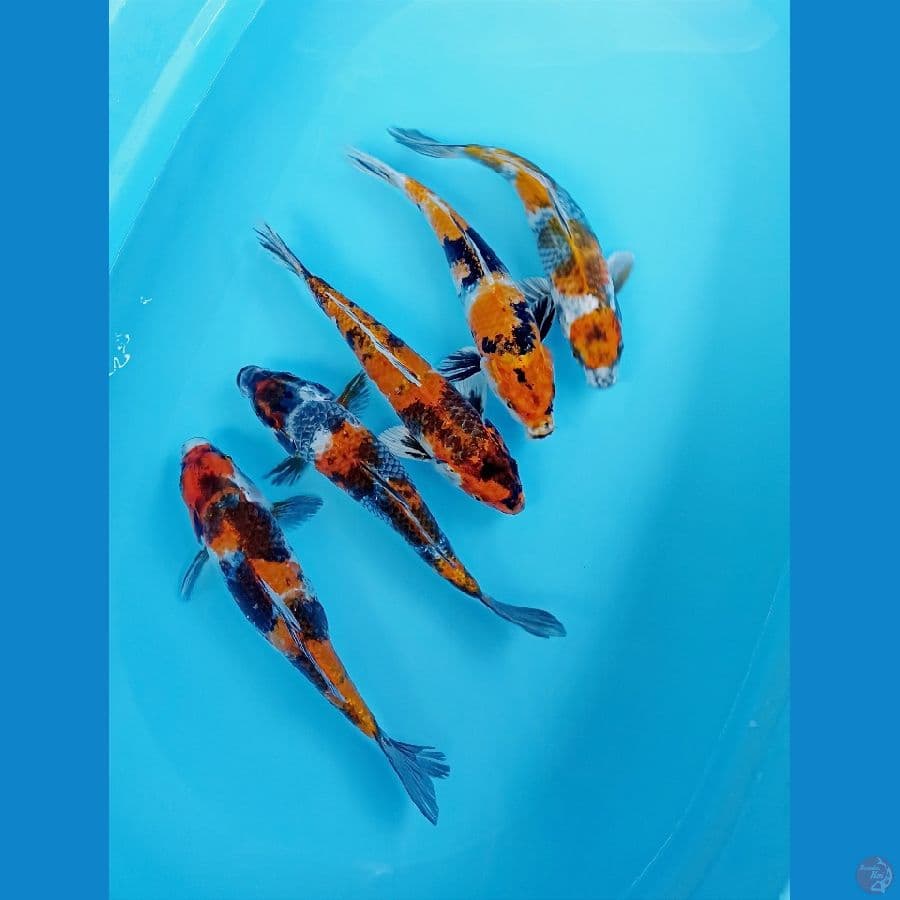 showa 27cm
