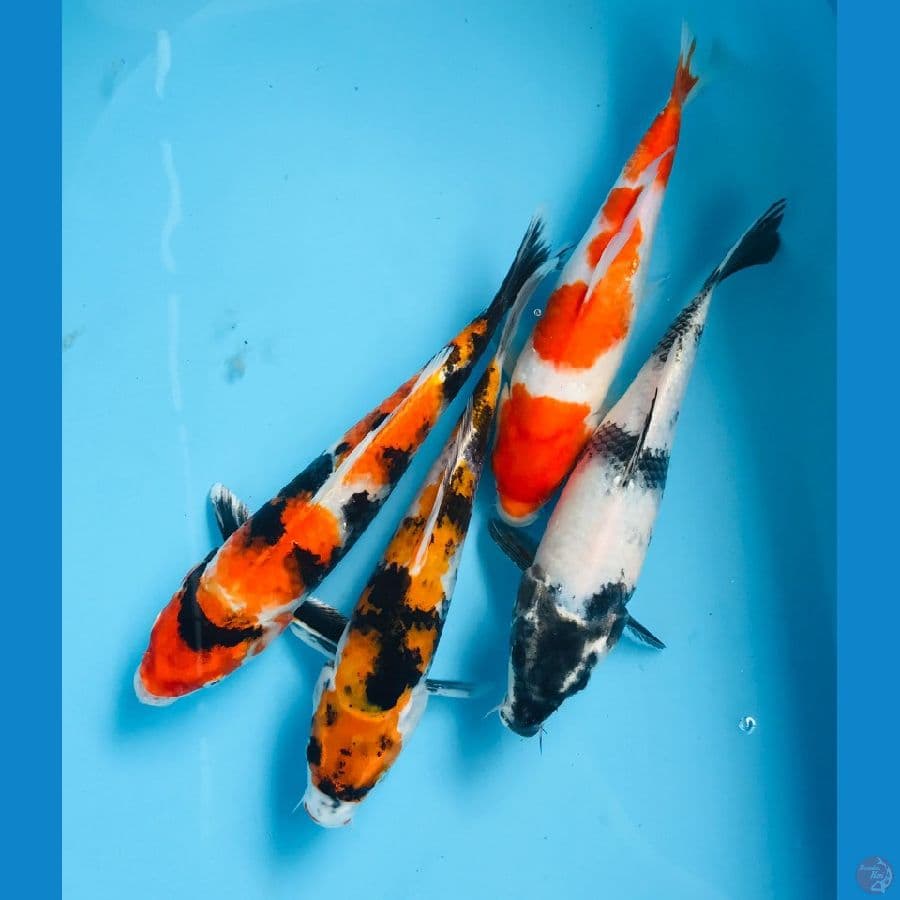 mix koi 25 bu
