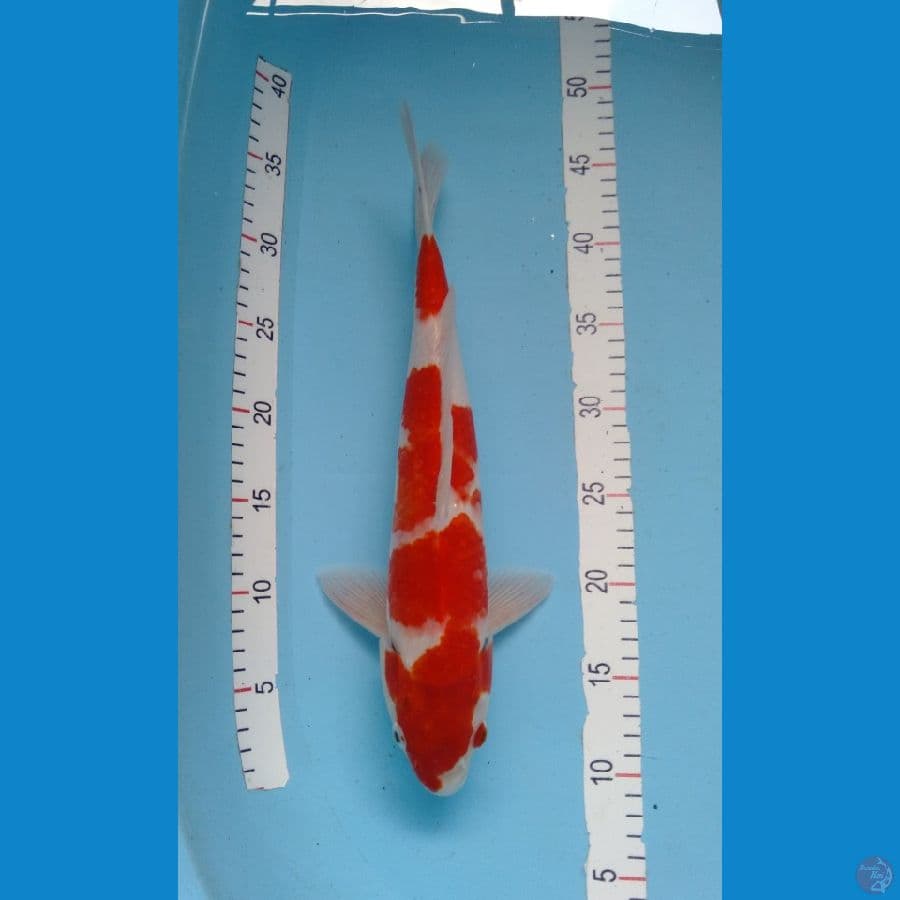 Kohaku original merah strong