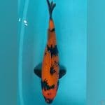 Utsuri 41cm