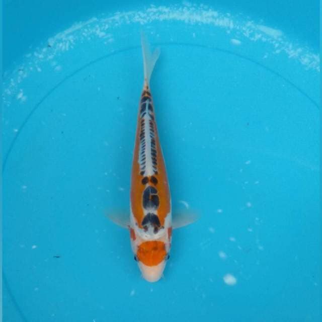 MARUTEN SHUSUI (SIAP DIKOLEKSI)