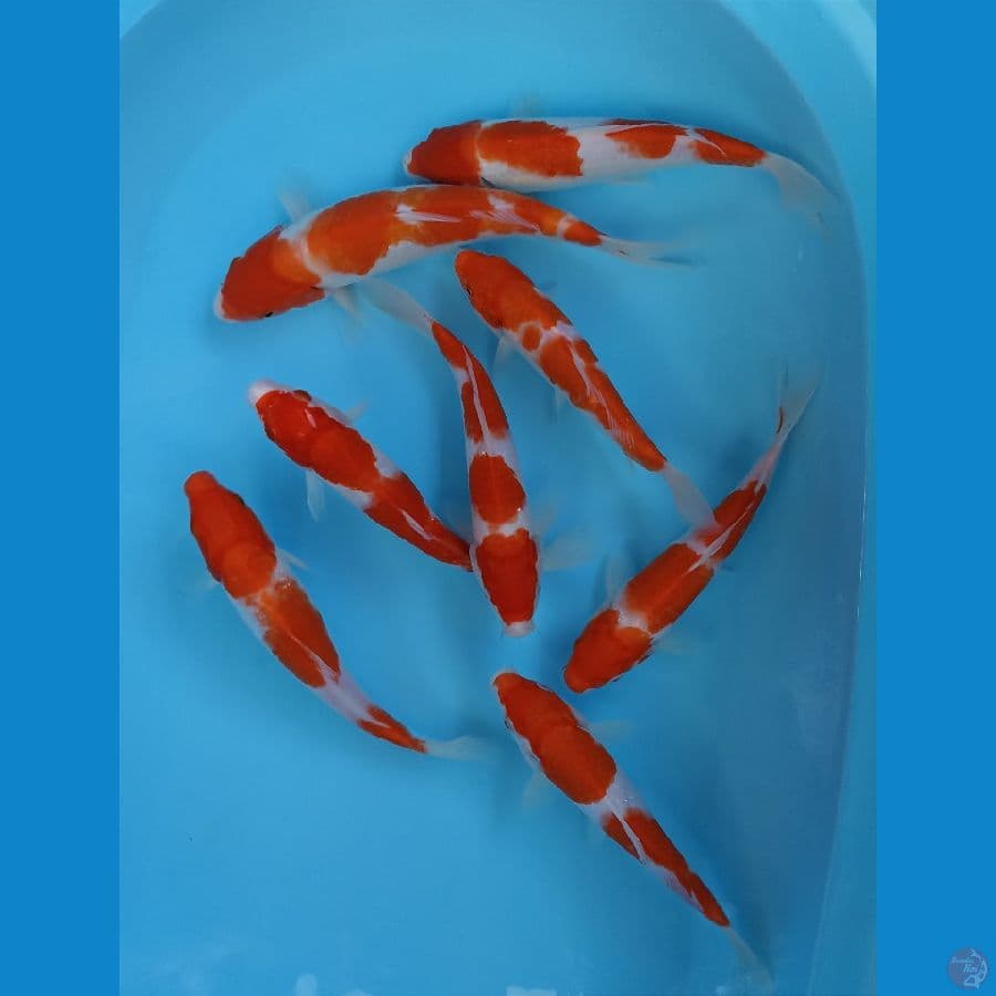 mix kohaku