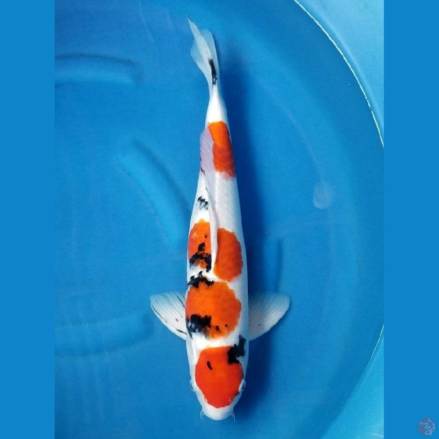 SANKE 50 CM MALE