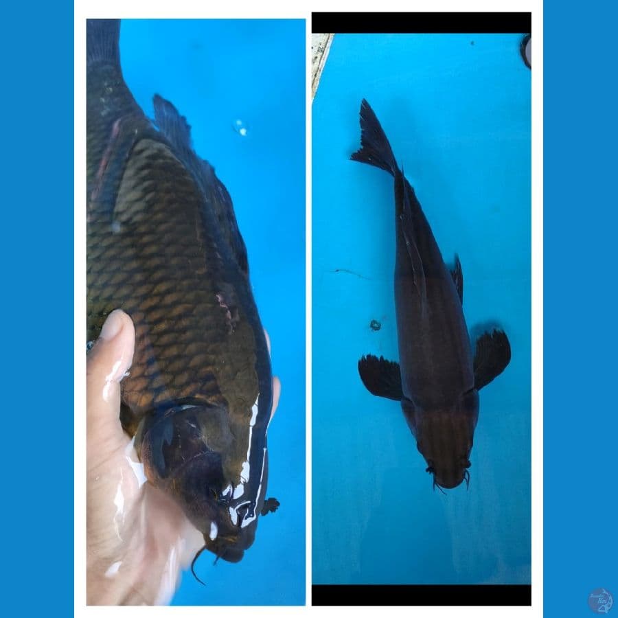 karasu kumpay punuk unta.... 40BU