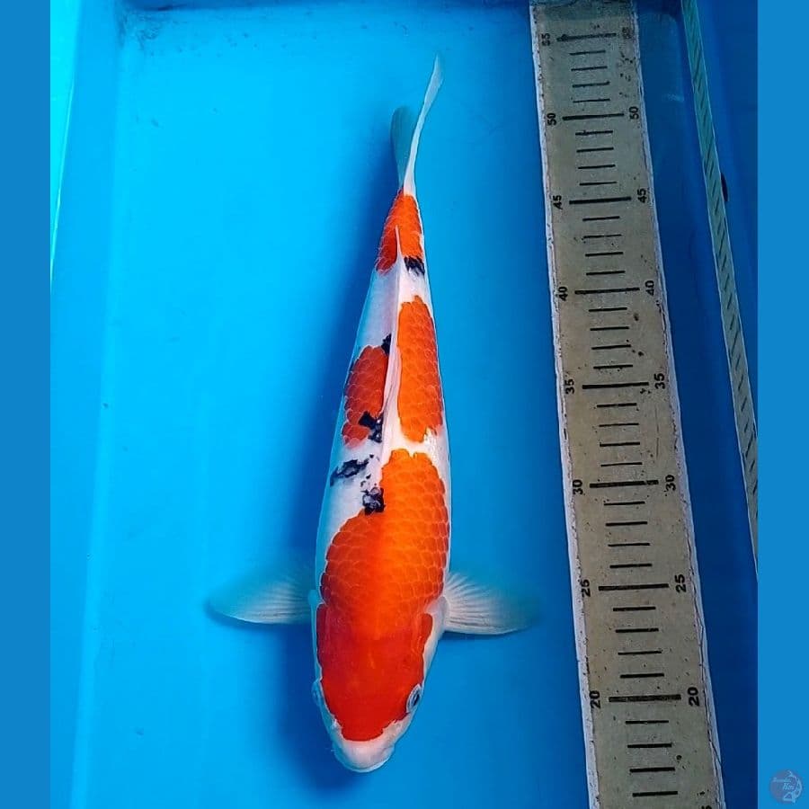 SANKE SQ 35 CM