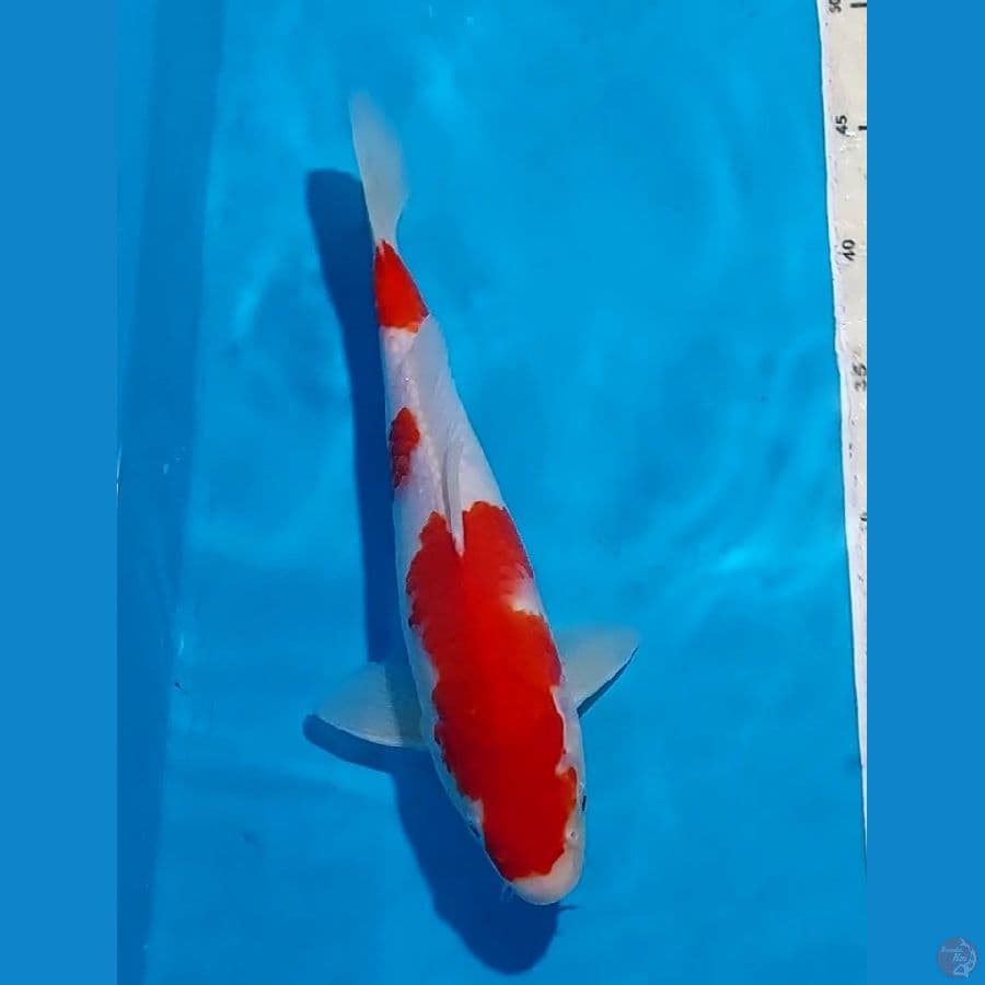 KOHAKU 28 CM